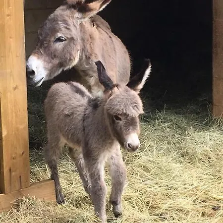Roulottes Et De Saint Cerice Vogue